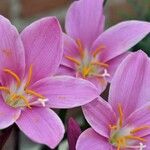 Zephyranthes carinata Flor