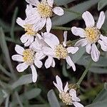 Achillea ageratifolia 花