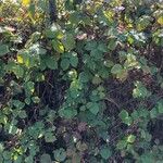 Rubus camptostachys 形態
