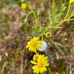 Senecio inaequidensFlower