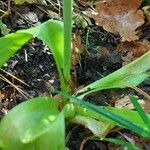 Allium nigrum Blatt