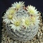 Mammillaria nana Cvet