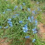 Commelina latifolia Habitat