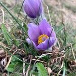 Pulsatilla grandis Flor