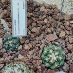 Coryphantha elephantidens Ліст