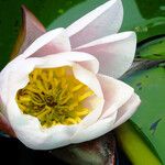 Nymphaea candida Flower