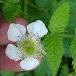 Rubus rosifolius 花