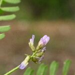 Astragalus pelecinus Bloem