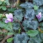 Cyclamen hederifoliumফুল