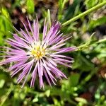 Volutaria muricata Fula