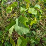 Cercis occidentalis Other
