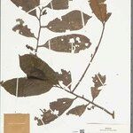 Iryanthera juruensis List