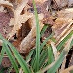 Carex sylvatica पत्ता