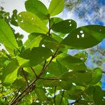 Austrobuxus carunculatus 葉