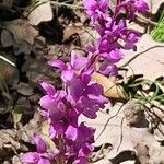 Orchis olbiensisΛουλούδι