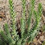 Euphorbia maritimeLeaf