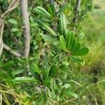 Rhamnus staddo Leaf