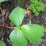 Fragaria chiloensis Foglia