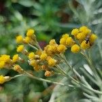 Helichrysum italicumBloem