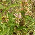 Phlomis herba-venti Ffrwyth