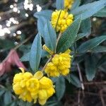 Berberis julianae 花