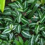 Goeppertia undulata 整株植物