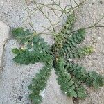 Brassica tournefortii Habit