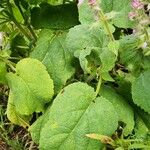 Salvia sclarea Leaf