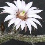 Echinocereus leucanthus