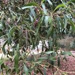 Acacia melanoxylon برگ