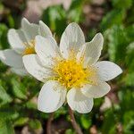 Dryas octopetalaफूल