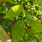 Annona glabra Feuille