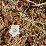 Convolvulus sagittatus Habit