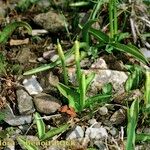 Ophioglossum azoricum Buveinė