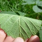 Rubus luticola Outro