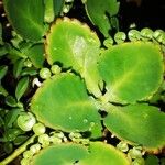 Kalanchoe daigremontianaLeaf