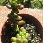Sedum hernandezii Foglia