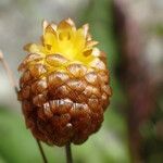 Trifolium badium Цветок