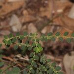 Phyllanthus loandensis Blatt