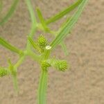 Corispermum pallasii Лист