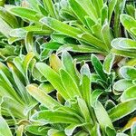 Saxifraga hostii Likasa