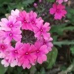 Verbena canadensis 花