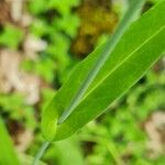 Turritis brassica Leaf