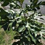 Stenocarpus sinuatus Levél