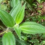 Miconia lacera Feuille