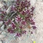 Thymus longiflorus Flower