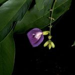 Clitoria fairchildiana Flower