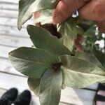 Elaeagnus commutata Φύλλο