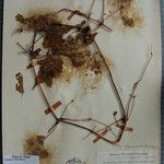 Clematis connata Otro