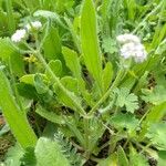 Valeriana discoidea Hábitos